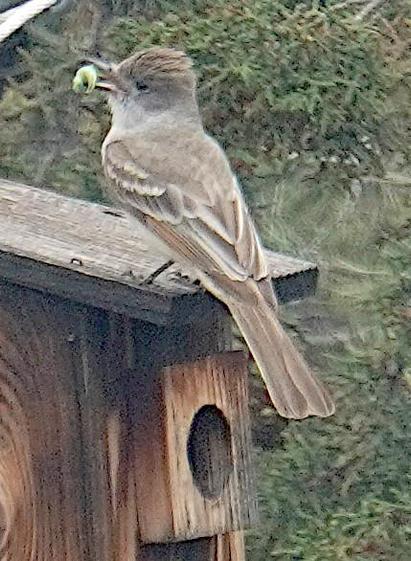 An ash-throated flycatcher -- a smallish brown bird with a slight crest (head feathers fluffed up) and a grey neck, plus some rusty red that we can't see in this shot, sits on the roof of a nest box holding a fat green worm in its beak.