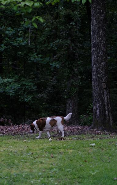 A white and brown dog walking from right to left in his yard. Green grass on the ground in the front, dark green leaves on trees in the back, and two tree trunks on the right