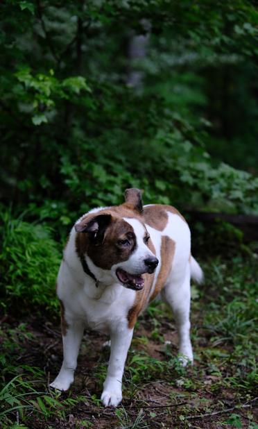 A white and brown dog standing in his yard turning his head slightly to the right side of the screen, rich green color leaves behind him