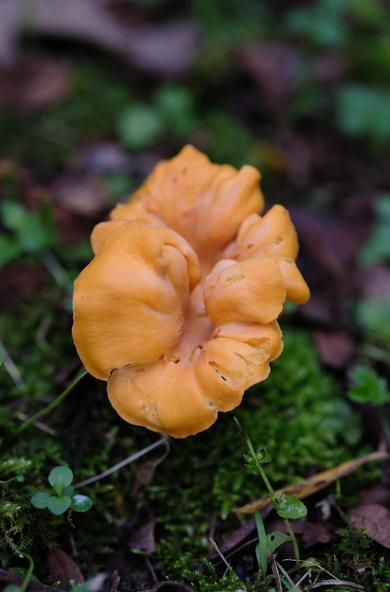 Orange color mushroom