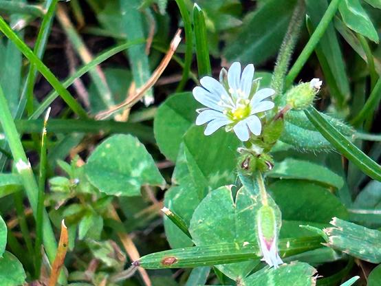 A very small flower, with ten white petals in five groups of two like a little star about a green-yellow center with white stamens. It grows on a hairy stem and is dwarfed by the grass and clover leaves around it.