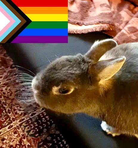 Sideways Lua on the couch with her head stretched and whiskers standing forward. A progress pride flag stands on the upper left corner.
