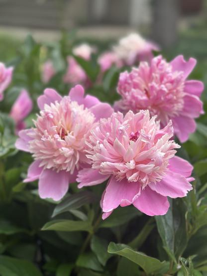 A group of three pink peonies blooming on a bush.