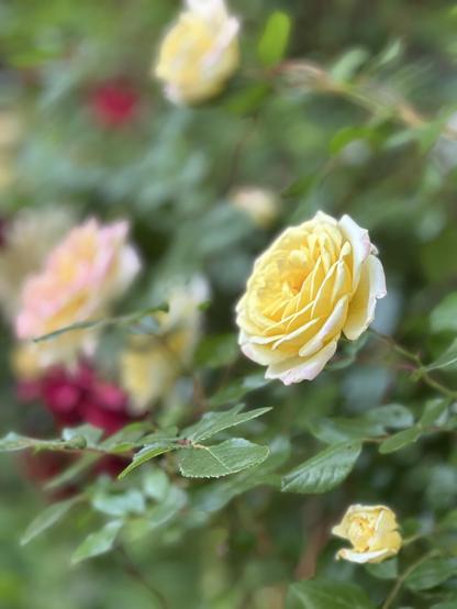 Yellow roses in various stages of blooming in the foreground; behind are pink and red roses.