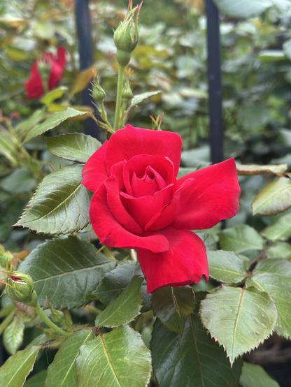 Single velvety red rose bloom, just beginning to open.