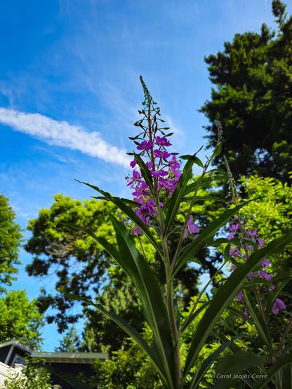 Looking up at the top of a fireweed towering over my head, I can see its magenta flowers against the blue summer sky. The flowers have 4 petals, a white pistil that terminates in 4 curlicues, and numerous dark colored anthers. They are growing on a spike of flowers with many buds at the top, promising more blooms.  The spike is at the top of a stem with opposite, long narrow dark green leaves.  These can be made into a tea, if you have a lot of plants and don't mind stripping some. The scene in in my garden and there are many leafy trees in the background.