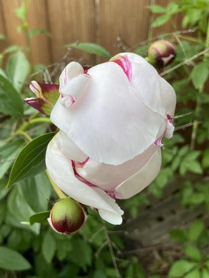A peony starting to unfurl. The petals are swooping waves of white, with little swirls of deep pink at the edges. A couple of closed buds are behind.