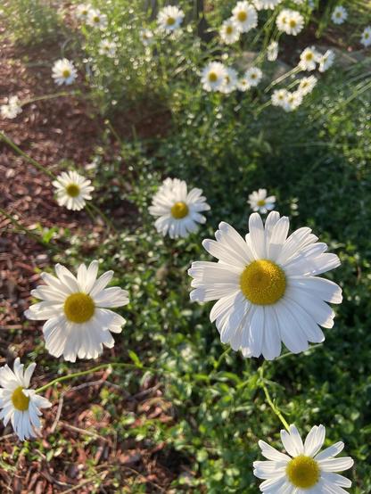 A whole bunch of oxeye daisies scattered over green leaves and brown mulch.