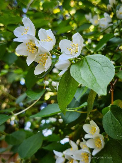 A mock orange shrub is full of white flowers and buds. The flowers have 4 white petals and a ring of golden anthers surrounding the pistil. Th leaves are a tender green and oval.  I am hoping that the butterflies will magically appear to revel in the flowers.  

Apparently the mock orange on the west side of the Cascades are not very fragrant, and you have to stick your nose in the flower to set the orange flower scent.  In other areas it is very fragrant and lives up to its name.