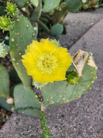 a bright yellow prickly pear cactus flower