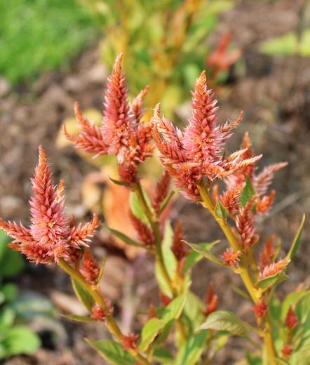 Orange spiky blooms on orangish stems with green leaves. Background is blurred neighboring plants.