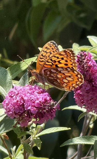 A butterfly (maybe a fritillary) on a butterfly bush