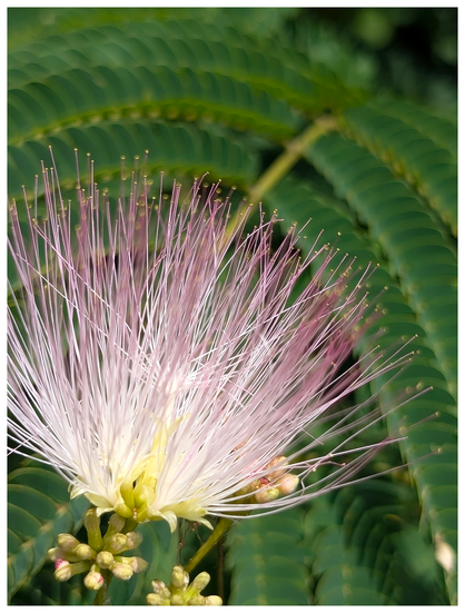AI-assisted alt text:

Close-up of a delicate mimosa flower with long, thin, white and pale pink stamens radiating outward with clusters of buds below. Green, fern-like leaves fill the background, out of focus.