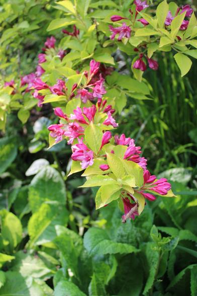 Branch with hot pink bell-shaped five-petal blooms with lime green leaves.