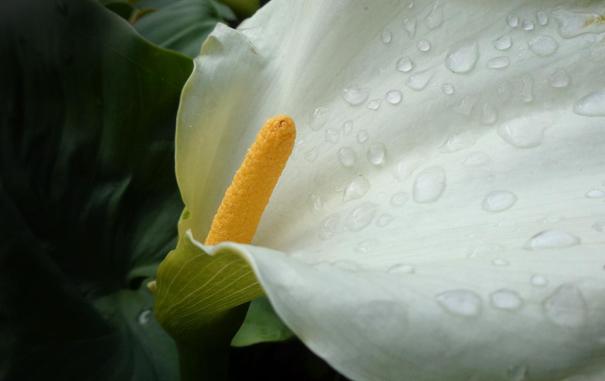 A Calla Lily with lots of raindrops (C)P.Gamble Photography