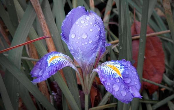 A nice purple/blue/yellow Iris flower in the grass with raindrops (C)P.Gamble Photography
