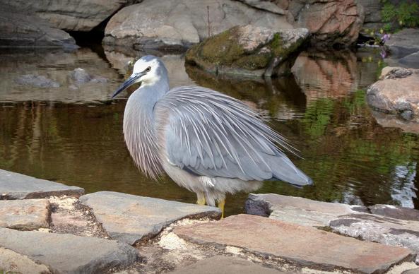 Hera the resident white-faced Heron (C)P.Gamble Photography