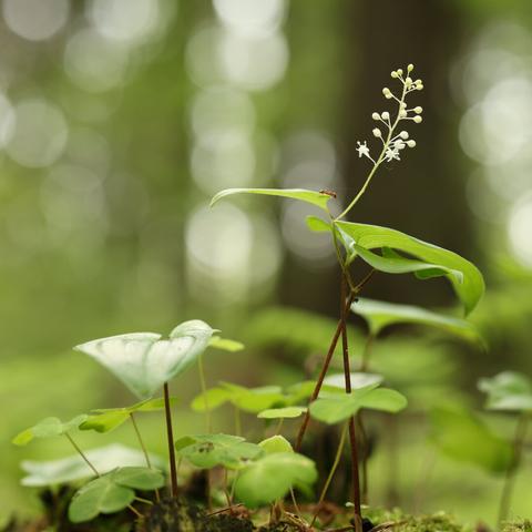A photo of a May lily in the undergrowth of a conifer forest in June.