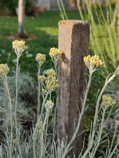 Helichrysum blossom commonly known in English as Italian strawflower or immortelle. In Croatia we call it Smilje. For me, along with lavender and rosemary it smells of summer. That is why they are a permanent residents in my garden 😊