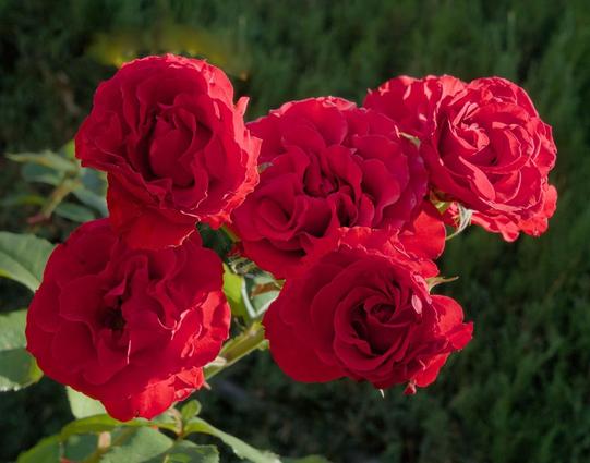 A color landscape photo of a cluster of five very red roses. The background is out of focus green shrubs. A few rose plant leaves are seen, out of focus, below the cluster of roses.