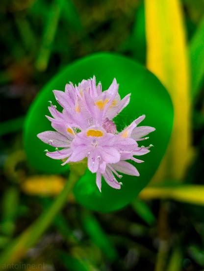 A close-up of a small, delicate cluster of light purple flowers. The flowers have soft, feathery petals and prominent yellow centers. They are positioned above a single, vibrant green, heart-shaped leaf, which provides a striking contrast to the purple blooms. Tiny water droplets are visible on the petals and the leaf. The background is softly blurred with shades of green and a hint of yellow.