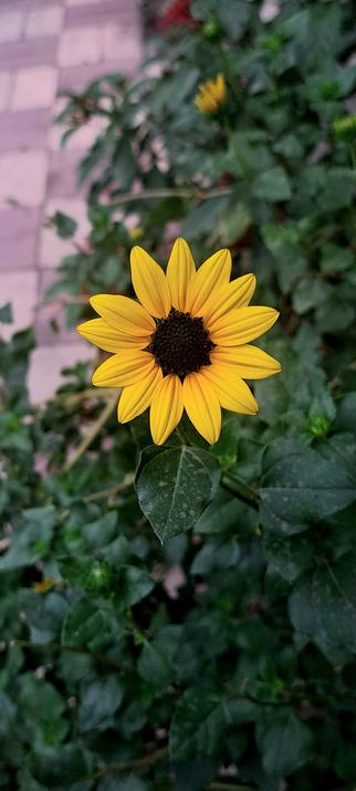 A blooming sunflower in the garden.