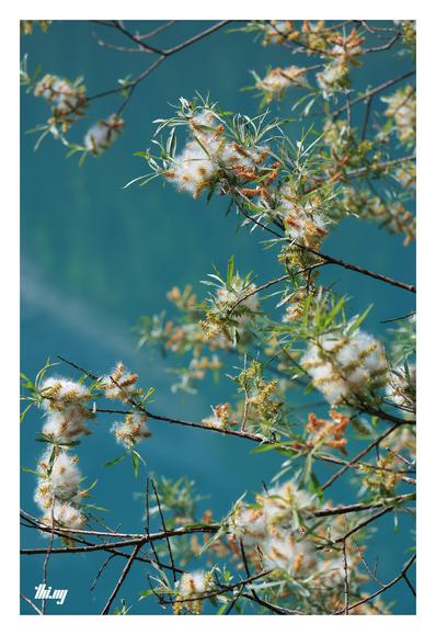 Close up picture of branches of a small bitter willow tree, with flowers and cotton-like fluff. The picture almost looks like a pattern of a kimono...