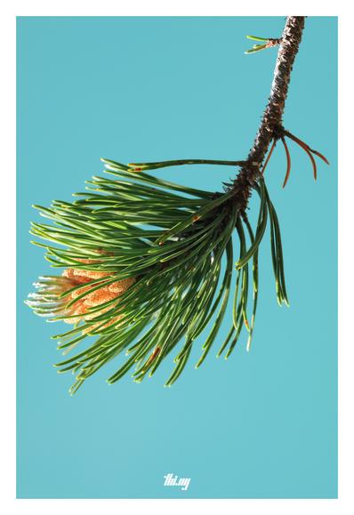 Macro photo of a single twig of a dwarf mountain pine with flowers at the tip. The background is a plain azure, the color of the nearby lake, completely out of focus.