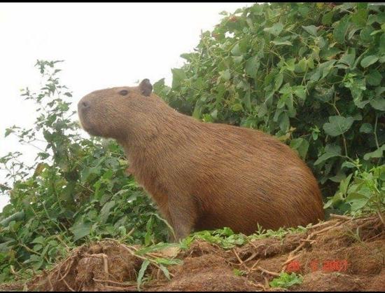 Imagen de un capibara