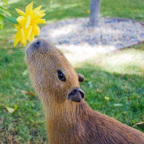 Imagen de un capibara