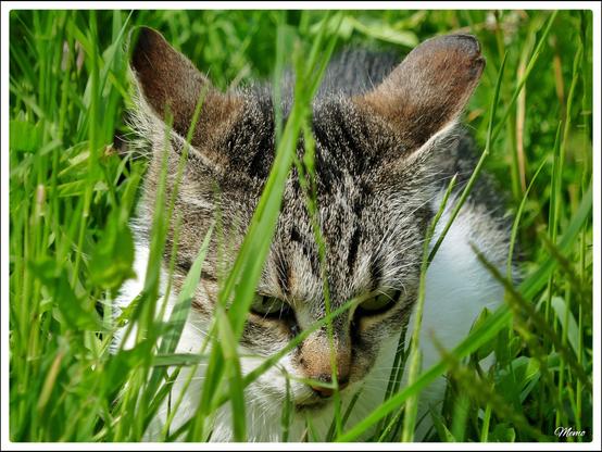 Bildbeschreibung:
Die Moorkatzen beim Fressen.