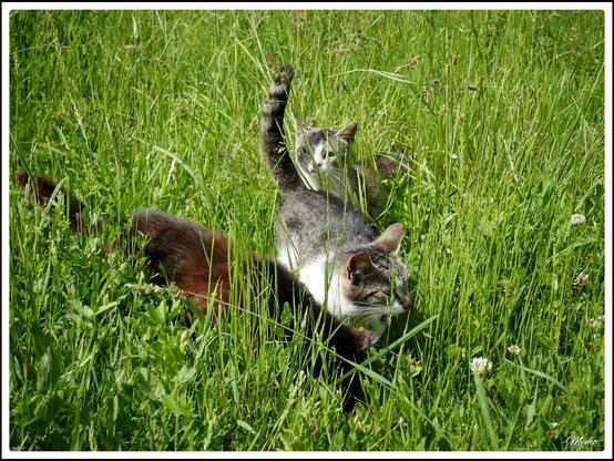 Bildbeschreibung:
Die Moorkatzen beim Fressen.