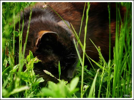 Bildbeschreibung:
Die Moorkatzen beim Fressen.
