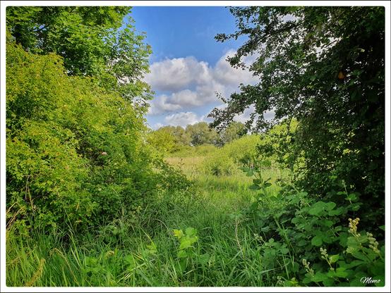 Bildbeschreibung:
Eine verwilderte freie Fläche mit Brombeerranken und wilden Hundsrosen im Vordergrund. Im Hintergrund eine Baum- und Buschreihe vor hellblauem Himmel mit nur wenigen Wolken.