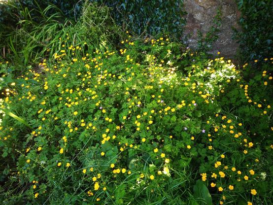 some flowers in a small patch of green space to brighten up a summer day.