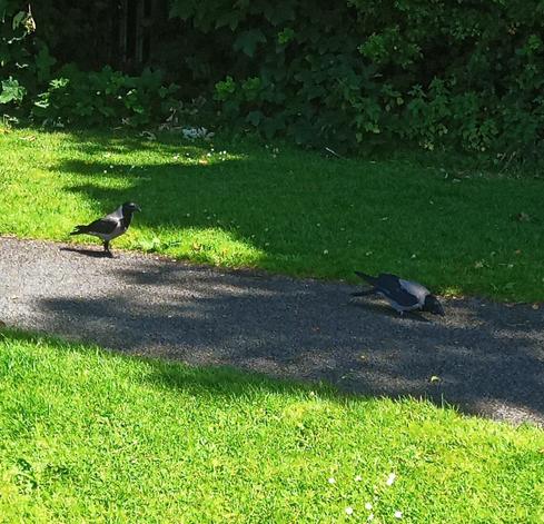 so had to drop it in a quieter spot where no gulls were around.