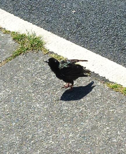 a single starling who lands at my feet and waits for loot to drop.