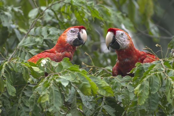 Two bright scarlet birds with pale faces and large hooked bills are peeking out of the branches of a large green tree.  Their heads are close together as if they are sharing secrets. This is a pair of wild Scarlet Macaws, one of many we saw flying into green trees where, surprisingly often, they had the gift of disappearing. Osa Peninsula, Costa Rica. Photo by Peachfront.