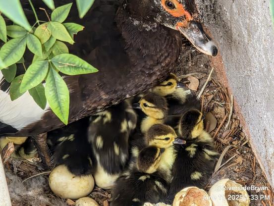 Proud mama muscovy duck standing over her nest filled with many tiny baby ducklings.
