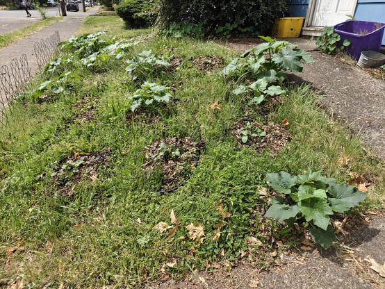 A weedy side yard dotted with pumpkin plants in various states of growth.