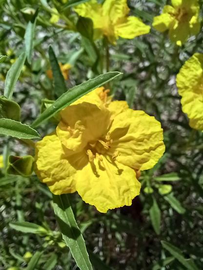 Shades of bright yellow on 4 petal wrinkled blossom. Shades of green on leaves that are long and narrow, with serrated edges.