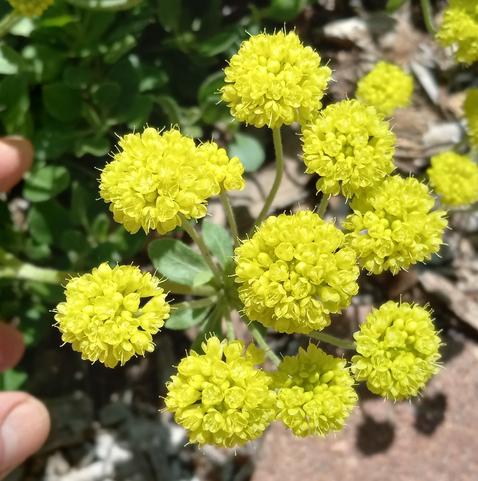 Shades of green on oval leaves. Shades of bright yellow on rounded clusters of tiny flowers.