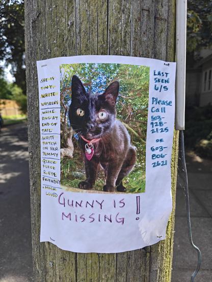 Missing cat poster, picture of a black cat with a pink collar. One eye has a dark spot. Sign says "Gunny is missing! She is tiny. White whiskers. White ring at end of tail. White patch on her tummy. Black fleck R. Eye. Friendly. Much loved. Last seen 6/5. Please call (503)928-2125 or (503)806-2621."