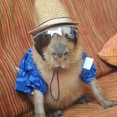 Imagen de un capibara