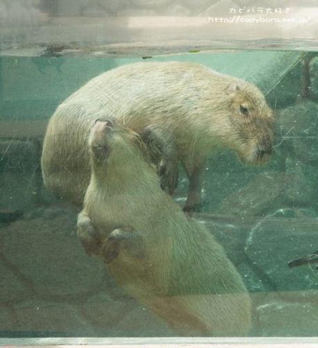 Imagen de un capibara