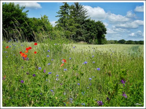 Bildbeschreibung:
Wild wachsende Blumen am Feldrand. Im Hintergrund Büsche und Bäume vor einem hellblauem Himmel mit nur wenigen Wolken.