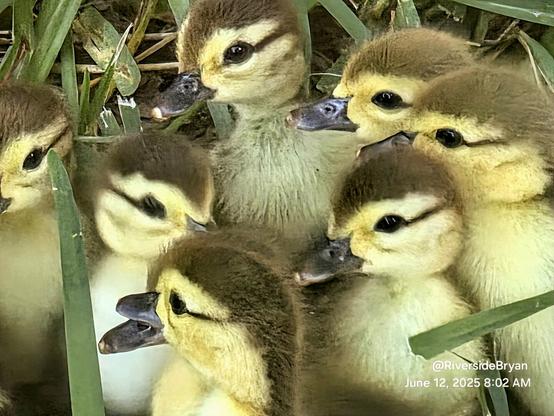 Close up of several newly hatched ducklings, tiny balls of yellow and brown fluff, gathered together on their first adventure out of the nest.