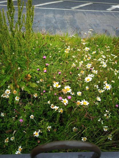 just some flowers alongside the main road.