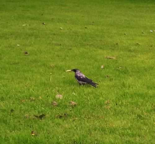 a happy crow leaves with a cracker