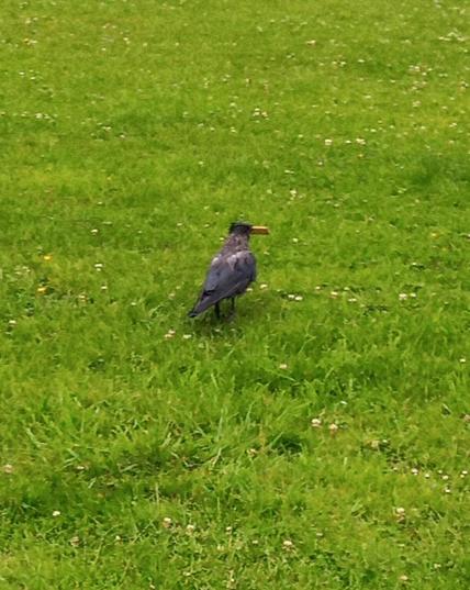 crow leaving with a cracker in it's beak